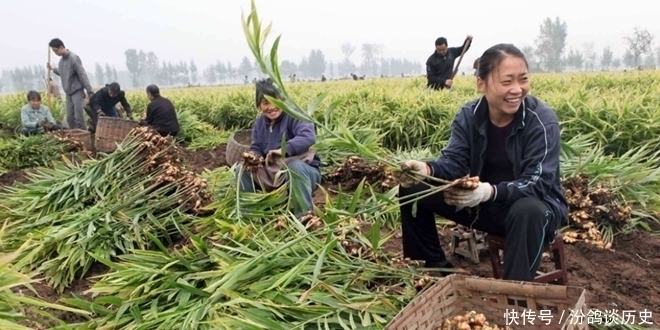 诀窍|保存生姜千万别放冰箱了!教你1个诀窍,生姜放上一年都新鲜饱满