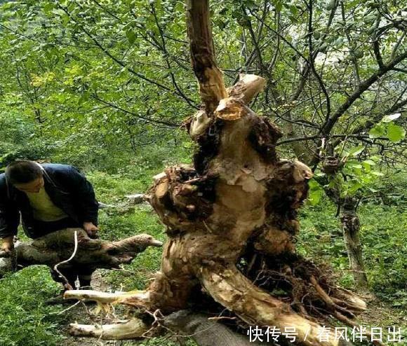 紫丁香|这“3种树”可了不起,比花要美,比5号香水要好闻,养1盆赚大了