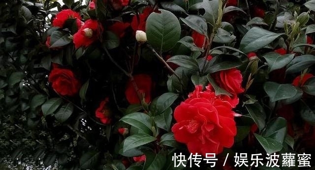 放弃月季吧，此花浇水就能活，赛过牡丹，抗旱又扛冻