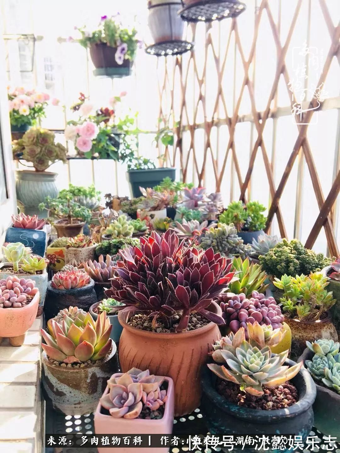 阳台党|邂逅多肉,爱折腾的阳台党,总能收获简单纯粹的快乐!