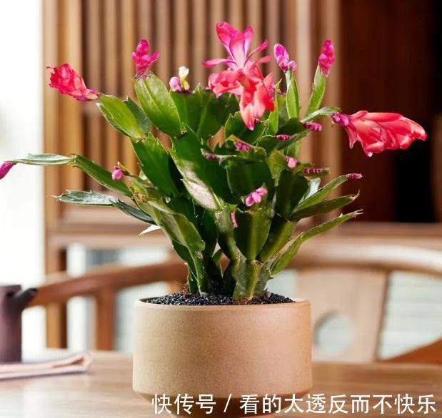 秋季该如何养蟹爪兰确保3点做到位，植株花期不落花、落蕾