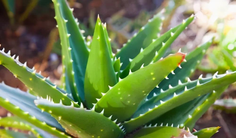 叶子|工作繁忙又想养花？推荐4种懒人花，丢阳台上不管也旺盛