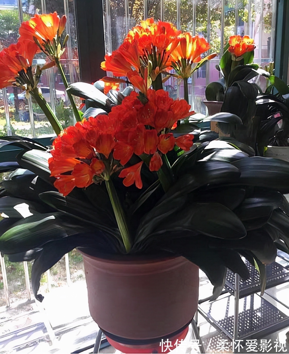 君子兰不出箭,1星期1勺零食,一盆开8朵,朵朵惊艳你