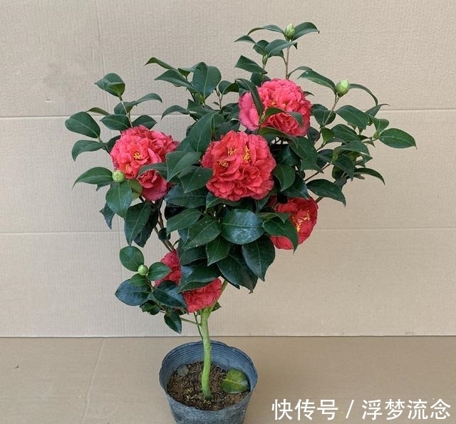 此花卉,是植物界的“万岁爷”,比牡丹还美,花期200多天