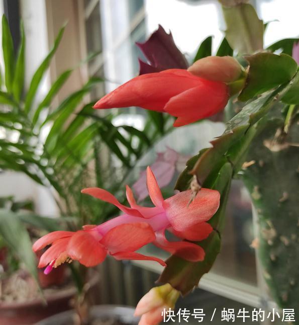 叶子|蟹爪兰发蔫不开花，做好5步，再也没人说像“林黛玉”