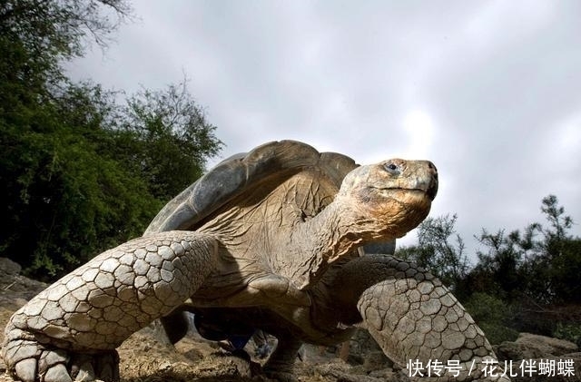 唐僧|唐僧师徒成佛后, 为何又被老鼋欺负, 悟空都不敢吭声?