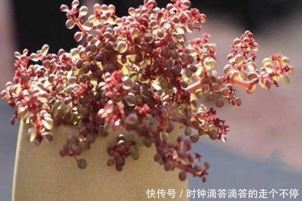 新手多肉党的福音:露镜,买回家这么养,叶子如水晶般剔透