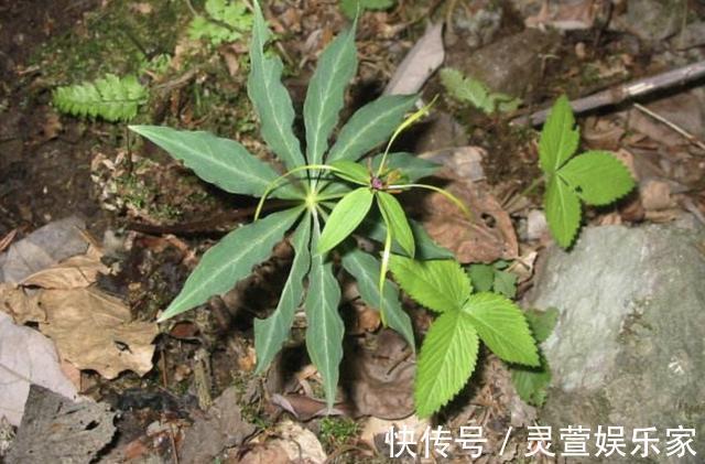 花友们|“珍贵”的1种野草，在竹林里“不显眼”，殊不知，280元1斤
