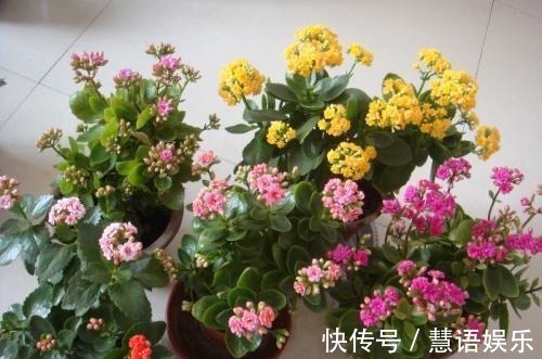 鱼腥水|长寿花无花苞,套个塑料袋,盆里浇点“特制水”,花苞长不停!