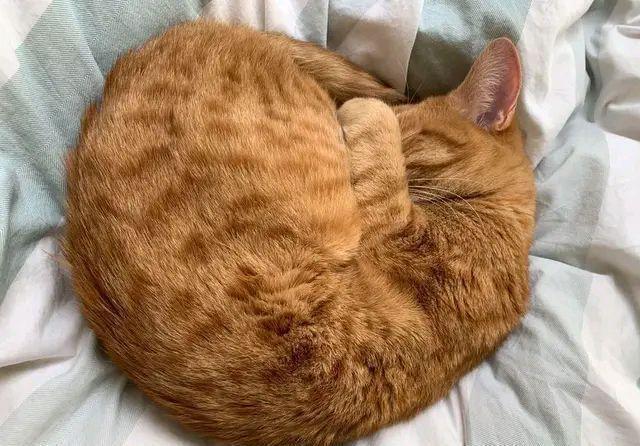 收养|女孩收养了一只猫,一年后,她觉得自己快要被猫搞疯了