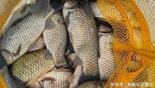 鱼竿|秋末冬初进入“长竿季”,野钓大鲫鱼,没有比这更简单的钓法!