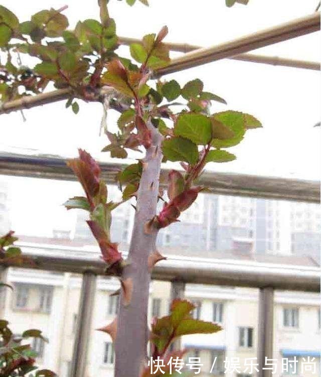 想让月季冠幅快速变大,只要舍得,做好2点就行!