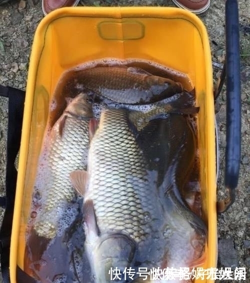 钓友|都说顿口中鱼率高，为啥浮漂却出不来顿口怎样才能调出顿口