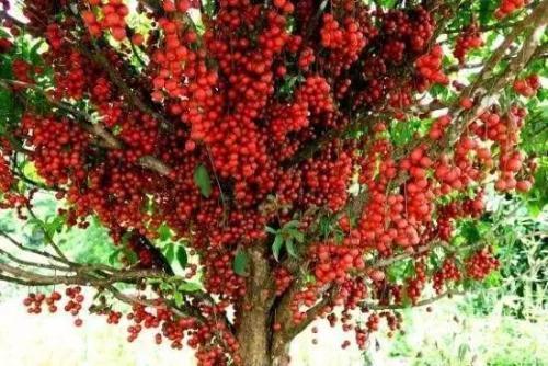 野果|农村一种野果,跟鸡蛋似的,吃起来酸甜可口,你们认识吗