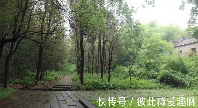 树龄|安徽马鞍山：树龄最长的古银杏树，旁边还有座废弃的寺院