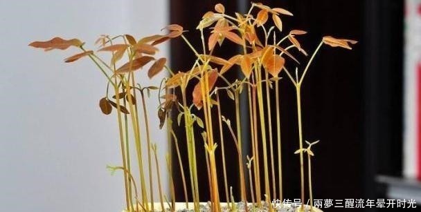 芒果|2种“贵”水果,果核别丢,扔在花盆里,变成小森林,果子随便摘