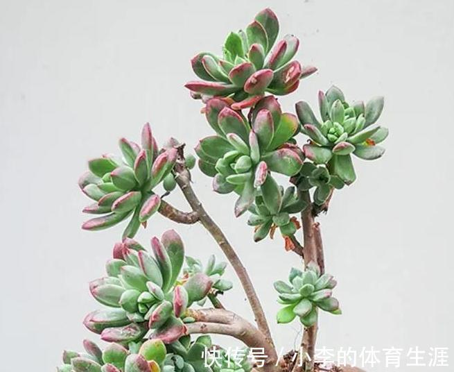 多肉红稚莲和火祭，冬季都是红的如火，但我更爱红稚莲