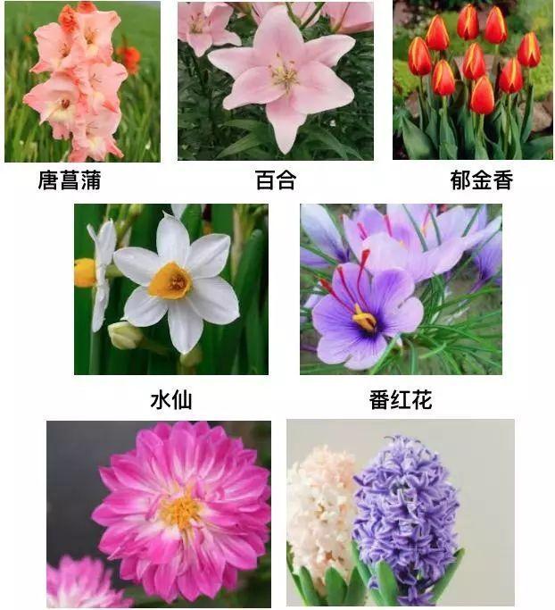 仙客来|想要养好球根花卉，这4点要注意，赶紧学起来，每年都可以开花