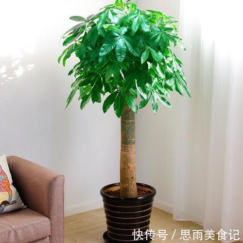 发财树|寓意吉祥的“五种花”,好养又吉祥,是打造高端家居的不二选择