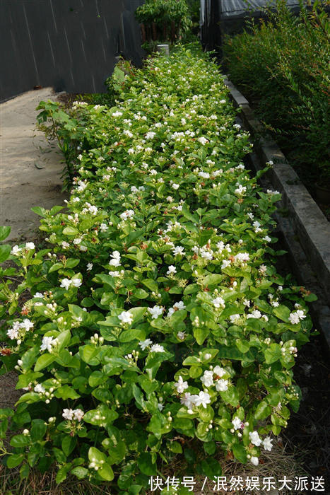 栀子花|北方家里当宝的花,南方大马路上全都是,我酸了!