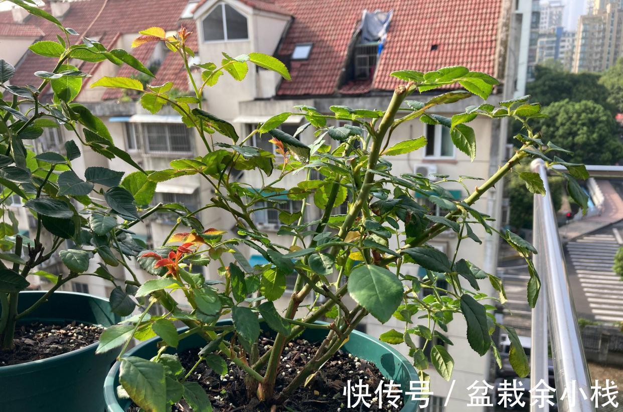 阳台上|阳台养月季,做4步,花朵又大又艳,表现好更完美