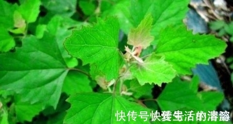 清热解毒|农村田间喂猪的野菜 能清热解毒 防贫血除口臭