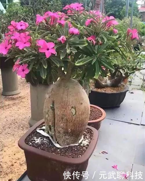 放大|养这三种花,盆越小,开的花越多,放大盆还容易死