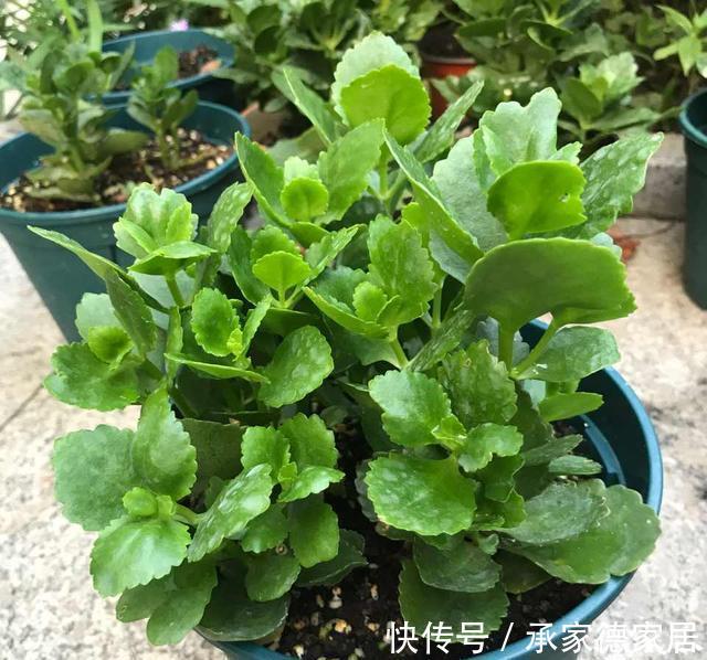 繁殖|天凉了,家里养花,准备开始玩扦插了,一棵变十棵,真有趣