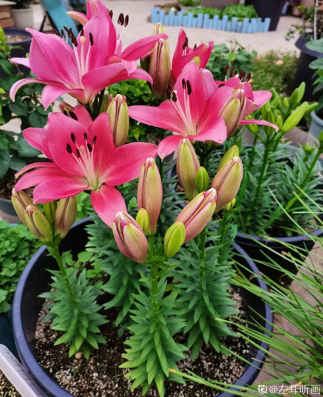 枯萎|9种花是富贵命,必须大盆养,小盆养会憋死