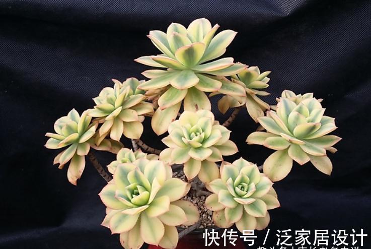 多肉艳日辉和星爆，一个好养到不像法师，另一个则颜值长期在线