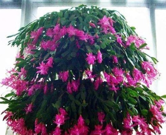  盆中|养蟹爪兰，盆中插几根木棒，蹭蹭长到爆，花开不断，开成瀑布