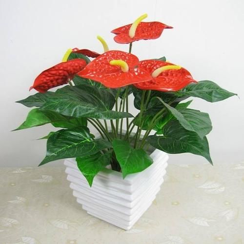 红掌能在家里养吗？