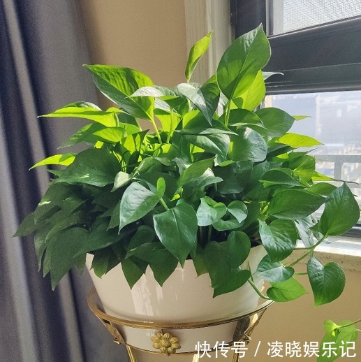 7种漂亮花，寿命长，颜值高，好养活，客厅养一盆，活了几十年