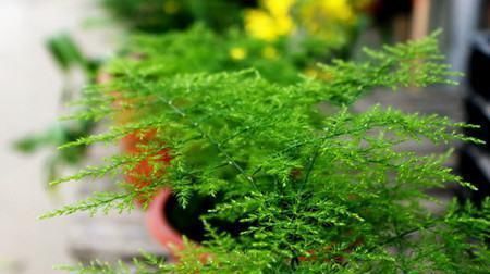 养花|养花“万能肥”,路边捡几块,分分钟让文竹、吊兰“爆盆”