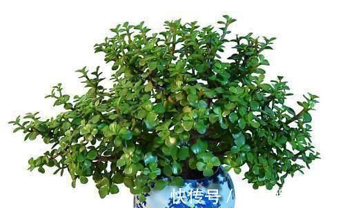 修剪|养一盆金枝玉叶,一剪一扎,轻轻松松,变成值钱的“盆景”