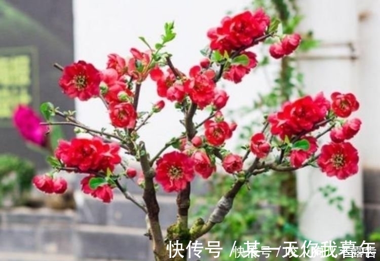 4种花是花中劳模，一年四季开花不断，养家里1盆，开花富贵