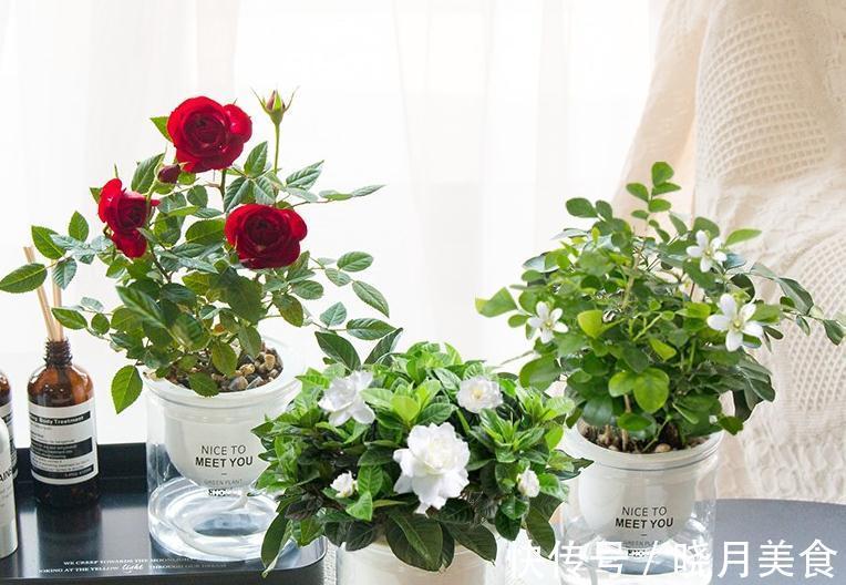 会自动吸水的漂亮盆栽,懒人们再也不用费心打理就能拥有的小绿植