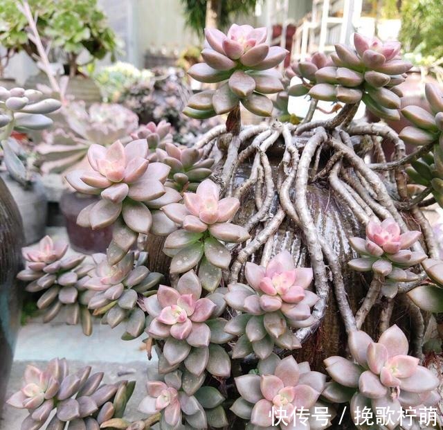 多肉“僵苗”是大事,搞不好就会“死翘翘”,学会3个方法解决!