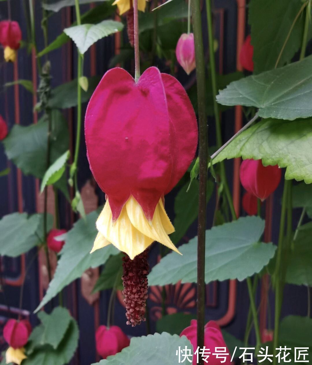 浇水|此花长得超像“红灯笼”,连灯穗都用,一年365天“反复”开花