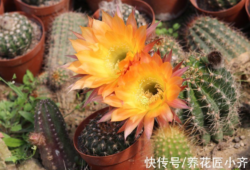 只有少数人才知道的仙人球“虐养”技巧,你若学会,就能花开不停