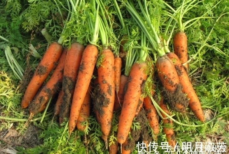 胡萝卜素|每天吃一根胡萝卜,身体不会差,但切忌与一物同食,现在知道不晚
