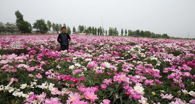 旁人|7旬农村老人耗时7年建芍药花海，现今坐在地头收门票，羡煞旁人