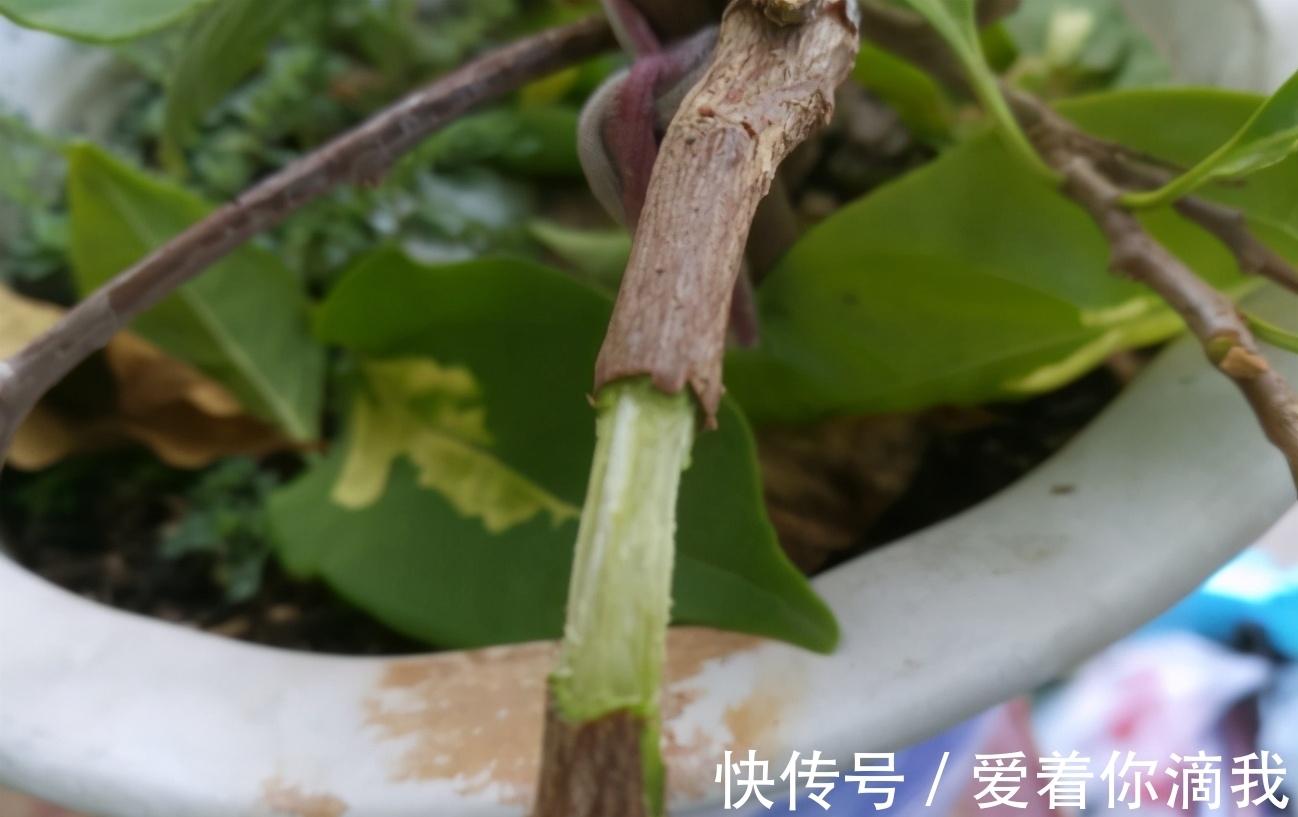 养花技术活:怎么“高压”扦插育苗,让枝干长出根须?