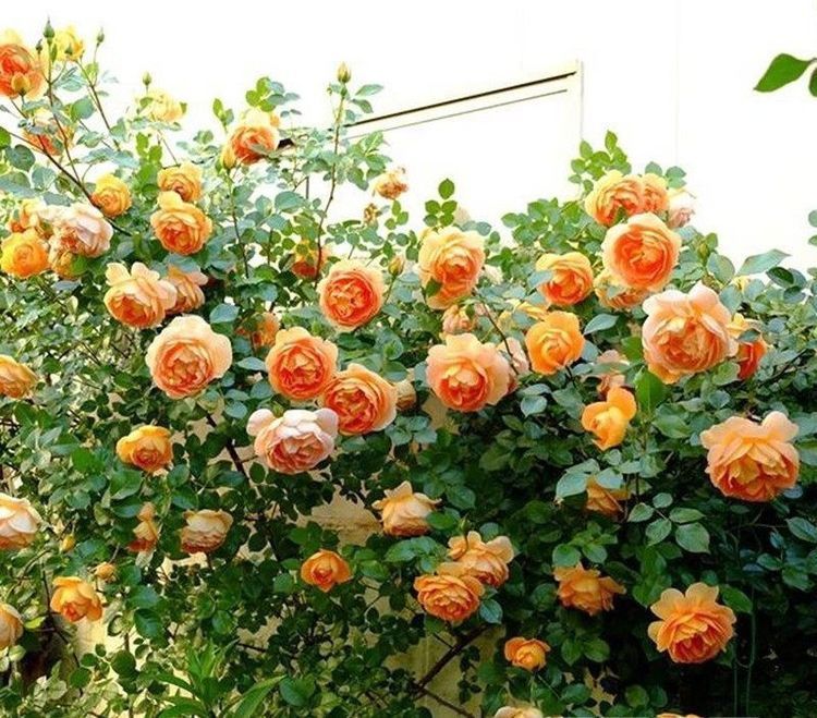 “珍品玫瑰”紫玉玫瑰，花开妖娆，赏心悦目，你值得拥有