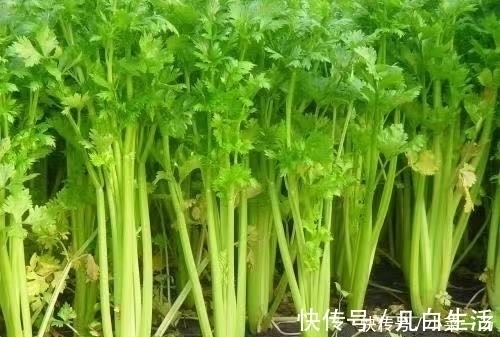 芹菜|冬天吃芹菜好处多多，却有一大禁忌，还有人不清楚，别犯错误了