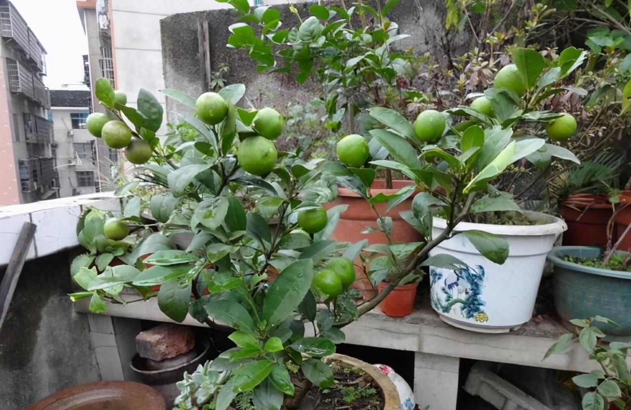 7种漂亮花，都是“醋罐子”，每月喝一碗，黄叶消失，花满枝头