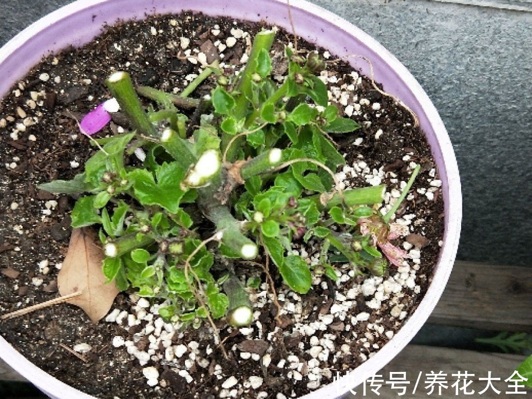 磷酸二氢钾|9种花是“一次性”，年前买、年后扔，不心疼钱吗？