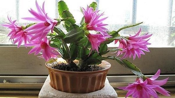 叶片|蟹爪兰叶片软趴趴怎么办从3方面对症处理,冬春花开爆满盆