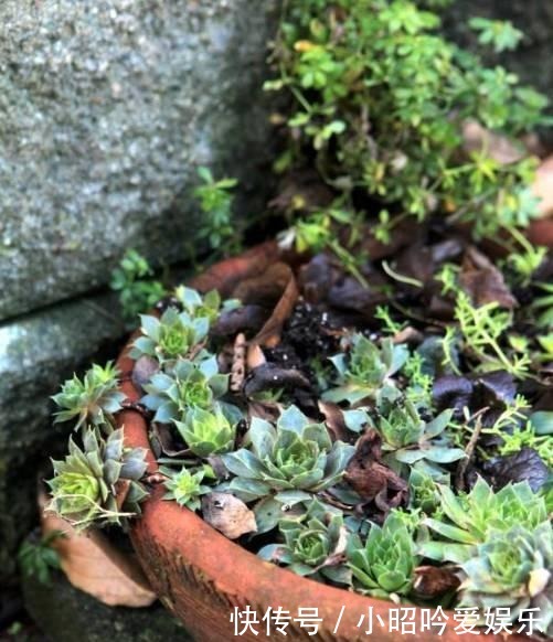 养才|刚买的多肉植物怎么养才不会死, 老花友给新手的8个建议