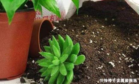 营养|盆土太硬了?用它泡一泡,浸盆浇,土壤透气有营养,还养根